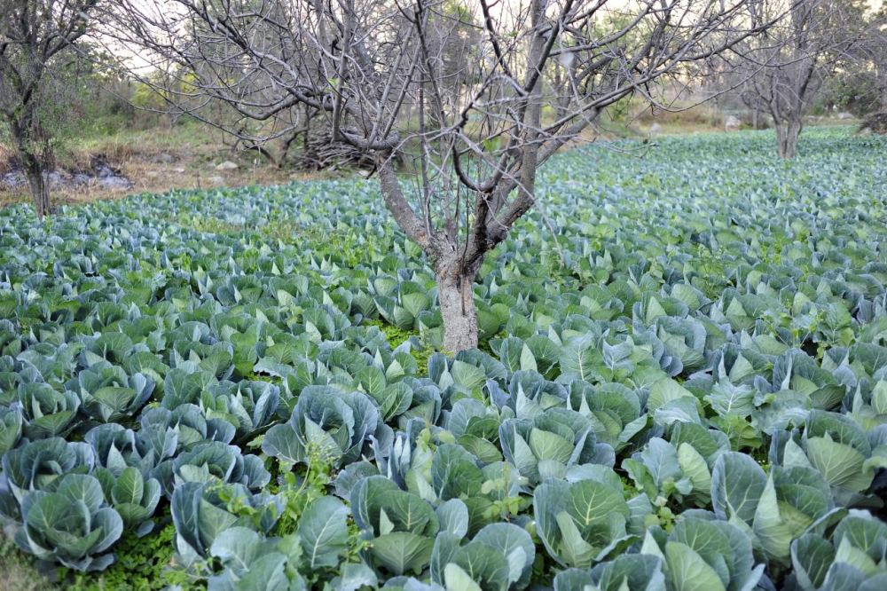 A vegetable farm terraced into the hills of Himachal Pradesh
