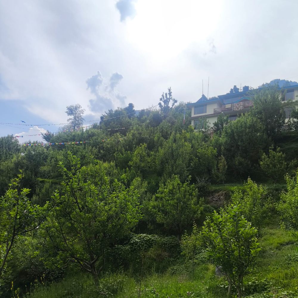 Apple orchards in Kullu district, Himachal Pradesh