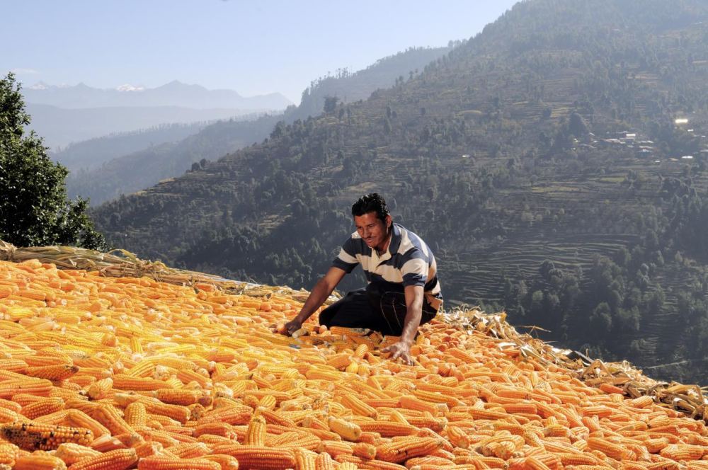Corn harvest in Himachal Pradesh
