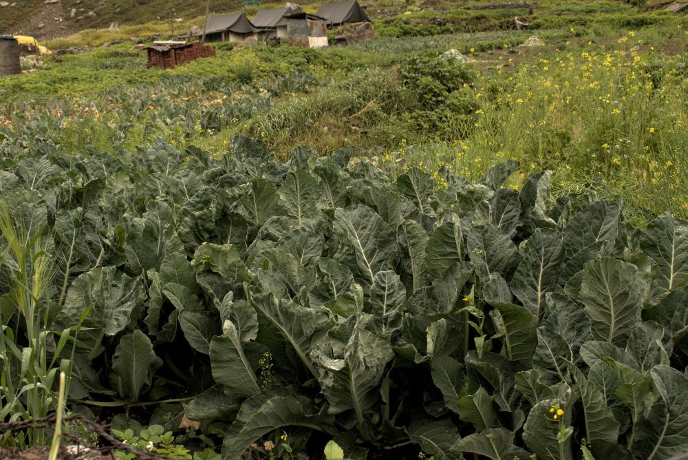Mustard and cabbage fields terraced into a Himachal hillside